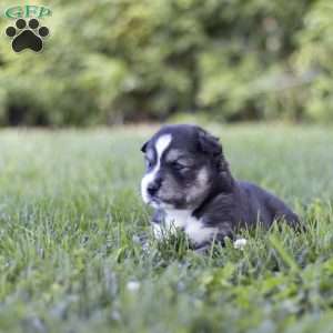 Saxon, Siberian Husky Puppy